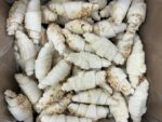 Croissant Nougat 96x93 gram - Afbeelding 2