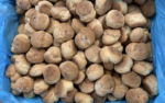 Slagroomsoesjes supermarktkwaliteit 3 Kilo - Afbeelding 2