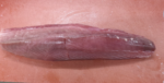 18 kilo Tonijn Filet - Afbeelding 4
