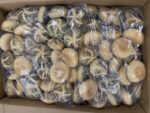 Kaiserbroodjes met maanzaad 175 stuks a 40 gram - Afbeelding 2