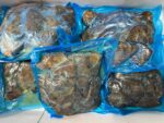 Voorgegaarde, gegrilde filetlapjes 10 kg. - Afbeelding 2