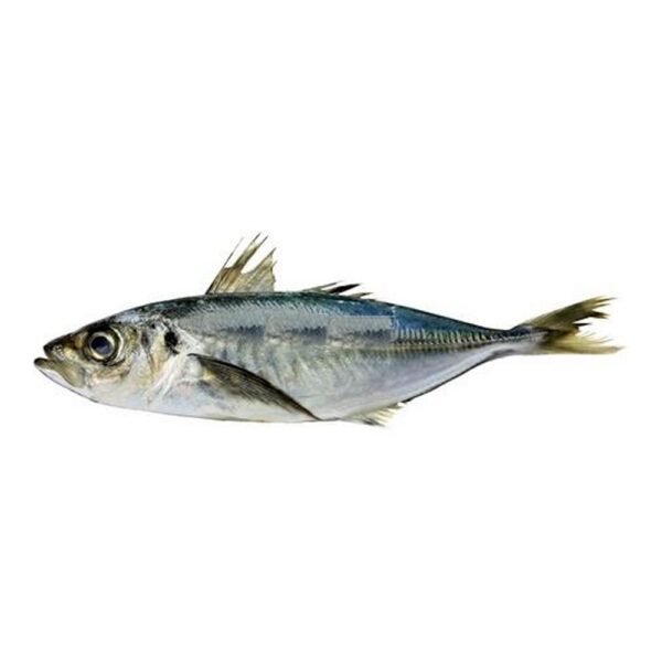 Westcoast Horsmakreel W/R 3-400  20 kilo