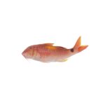 Indische rode mullet 10 kilo - Afbeelding 3